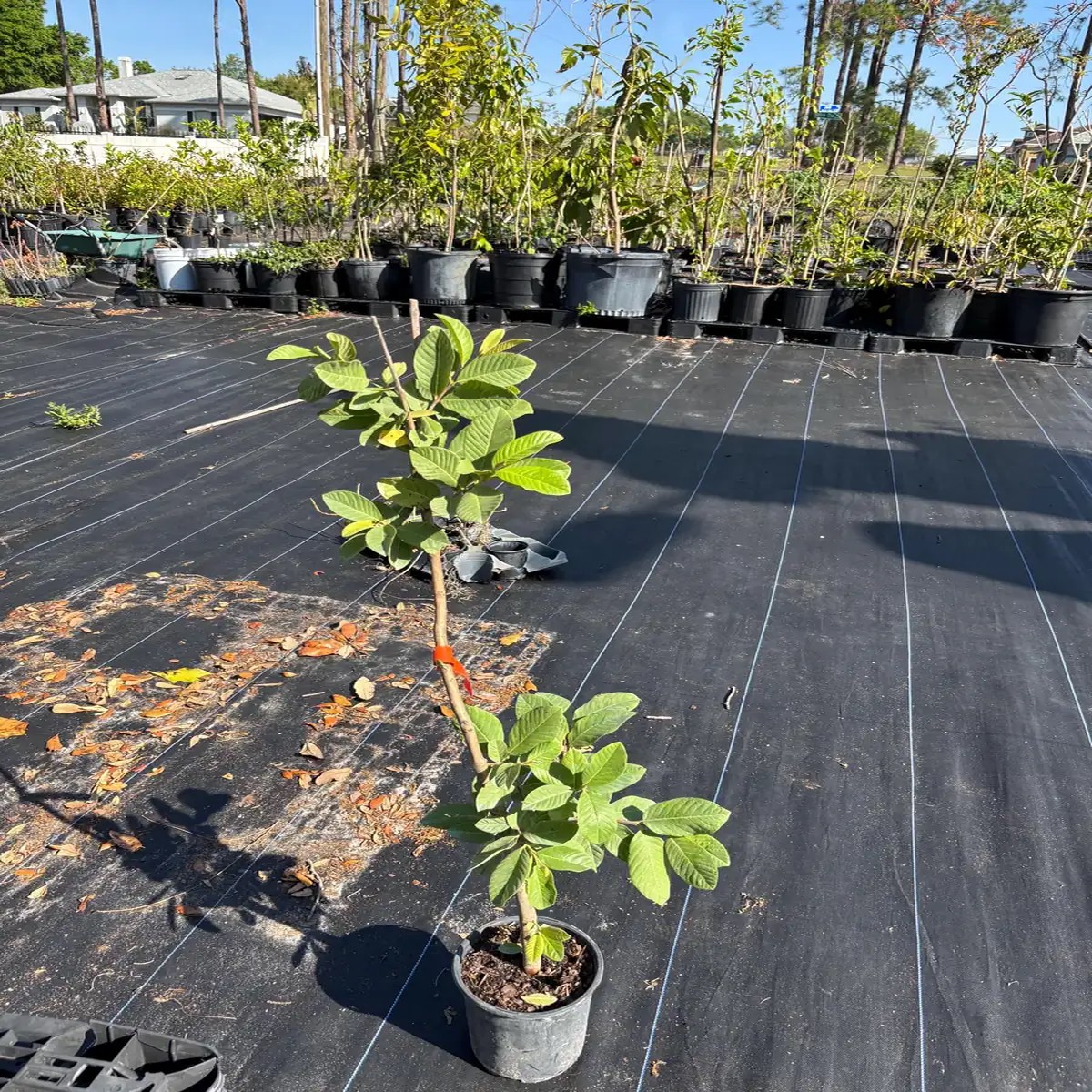 White Guava Live Plant 2 ft Tall 6 inch Pot Tropical Fruit Tree