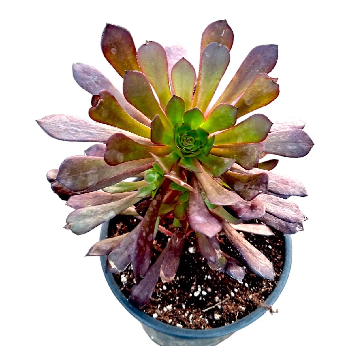 Aeonium Garnet' Succulent Live Plant - Easy Care Indoor/Outdoor