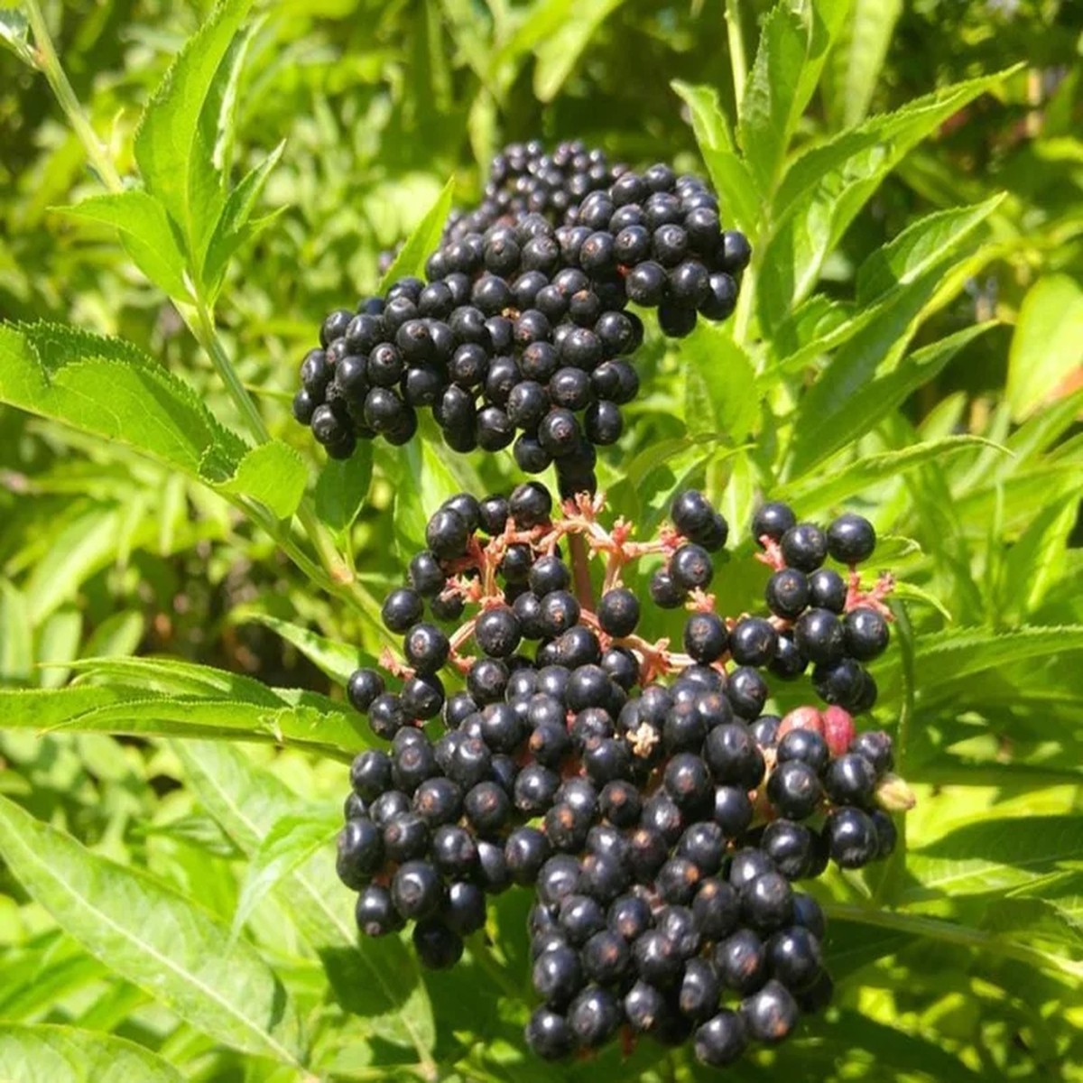 Elderberry Live Plant - Sambucus nigra - 4-8 inch Tall Hardy Fruit Shrub