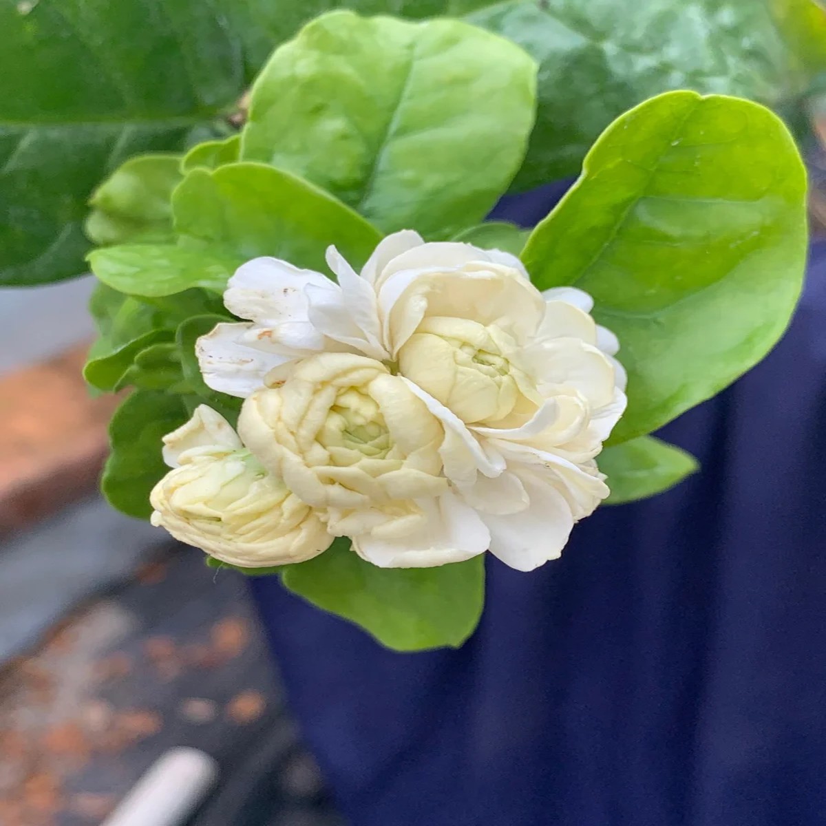 Grand Duke Jasmine Live Plant - Fragrant White Flowers, 2-Year Bush