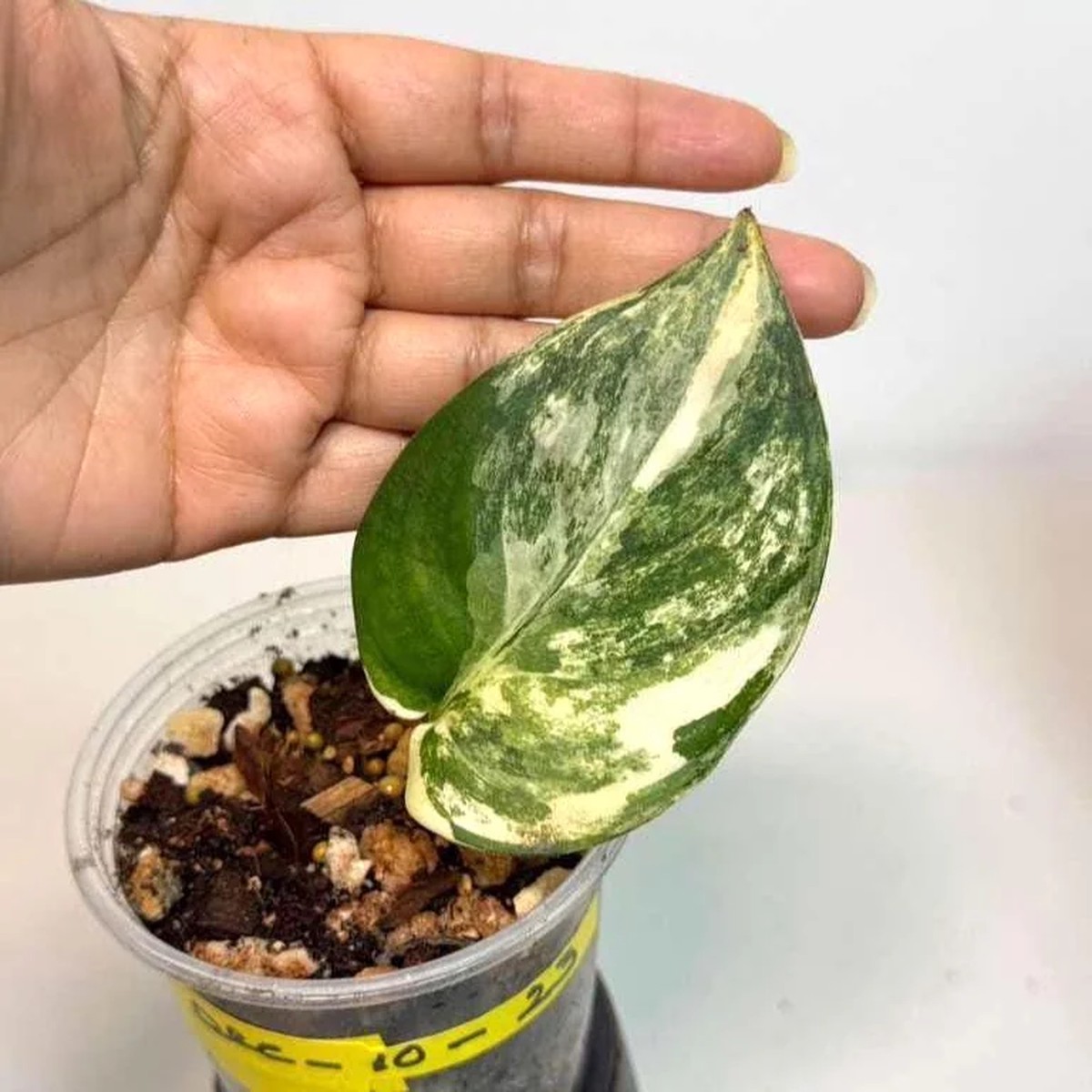 Variegated Scindapsus Pictus Jade Satin Live Plant - Rare Collector Houseplant