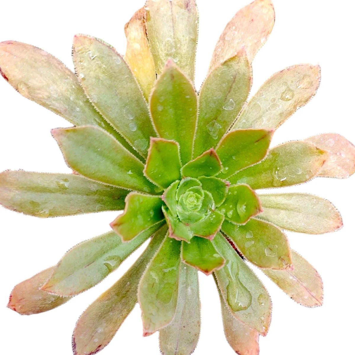 Aeonium arboreum v. holochrysum Succulent Plant - Live Indoor Garden