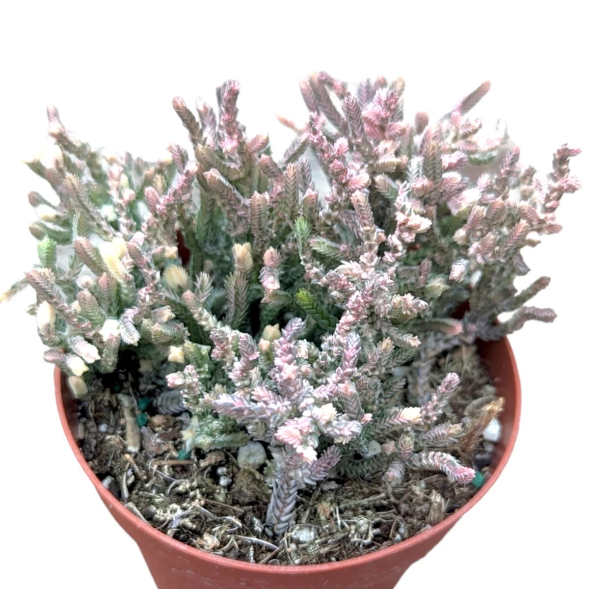 Crassula Muscosa Variegata Watch Chain' Succulent Plant Live - Indoor/Outdoor