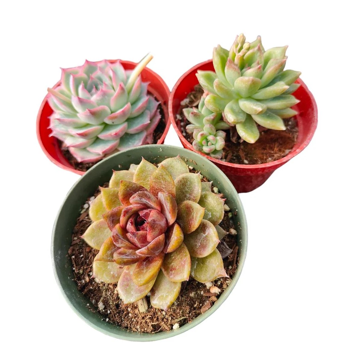 Korean Succulent Trio (Melody) Live Plant - Assorted 4 Inch Succulents