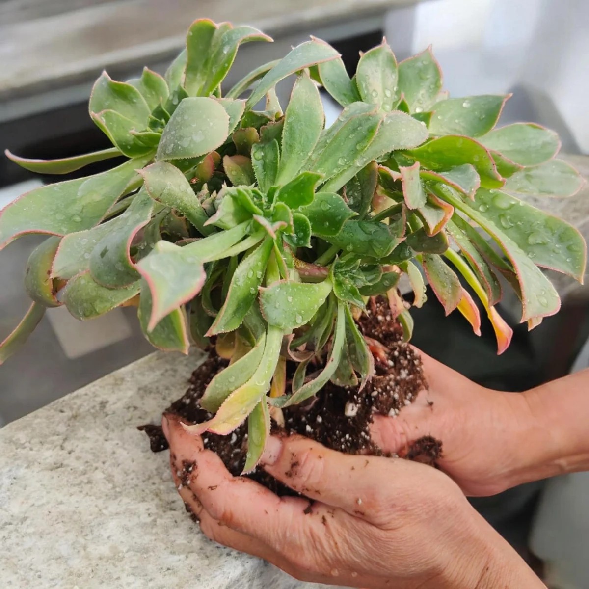 Aeonium haworthii Pinwheel' Crest Succulent Plant - Live Succulent for Indoor/Outdoor