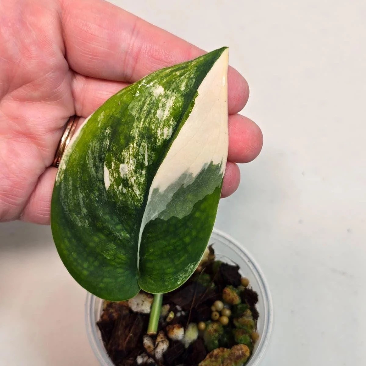 Variegated Scindapsus Pictus Jade Satin Live Plant - Rare Collector Houseplant