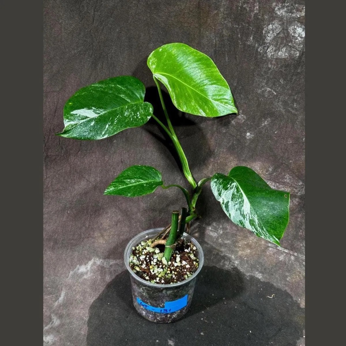 Variegated Monstera Albo Live Plant Rare Indoor Houseplant White Borsigiana