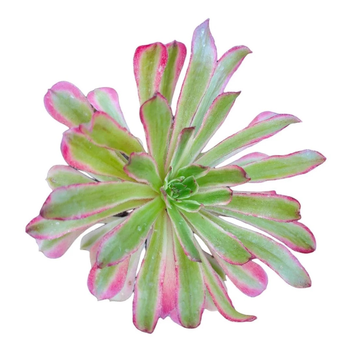 Aeonium Linbo Fairy Succulent Plant - Live Potted Houseplant