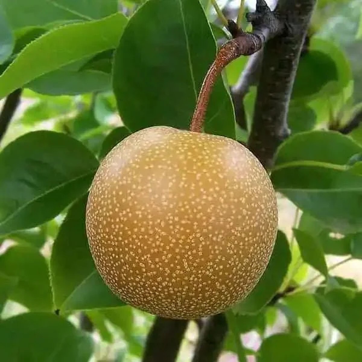 Asian Pear Grafted Tree Live Plant - 3 Gallon, 3-4 Feet Tall, Outdoor Fruit