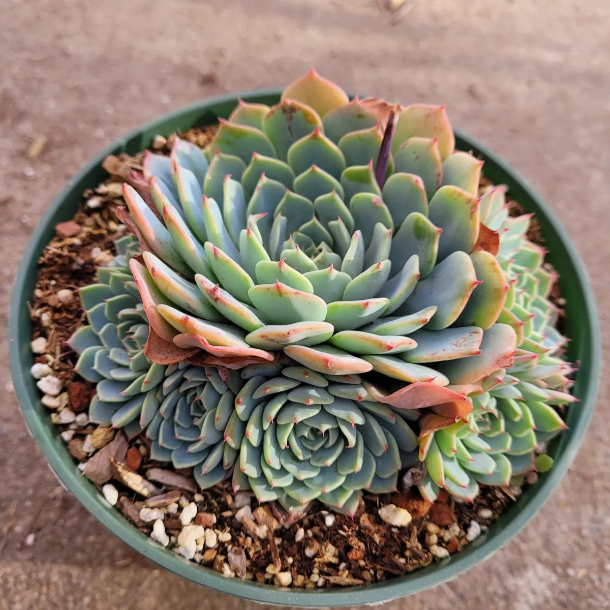 Echeveria Azulita Live Succulent Plant - Blue & Red Rosettes, 2 Inch Pot
