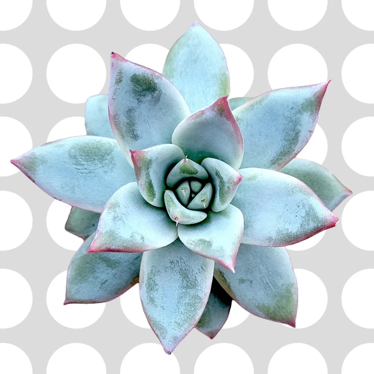 Echeveria colorata Brandtii' Succulent Plant - Live Plant - Easy Care