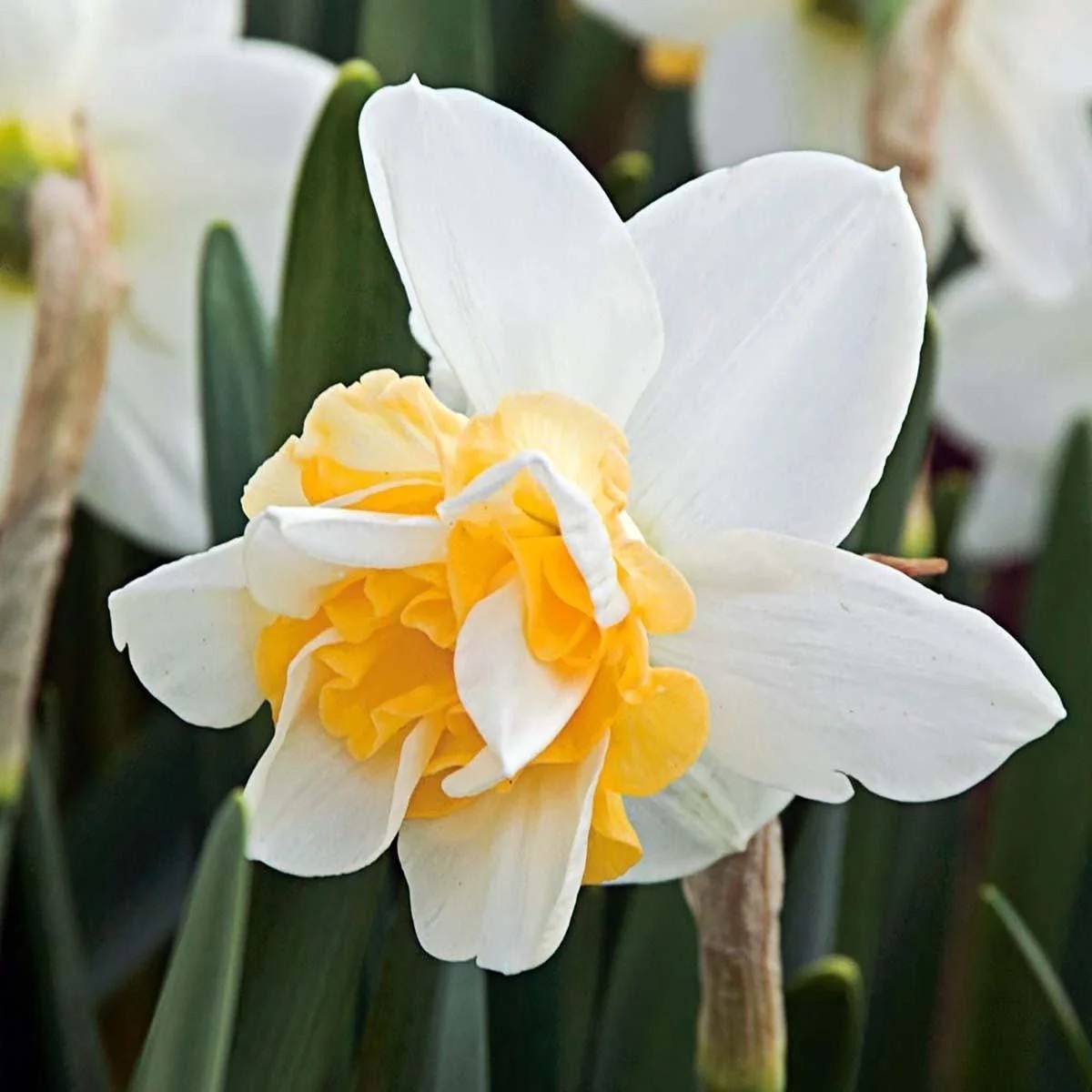 Sweet Desire Double Daffodil Bulbs - 5 Pack - 14/16 cm - Fragrant Yellow & White Flowers