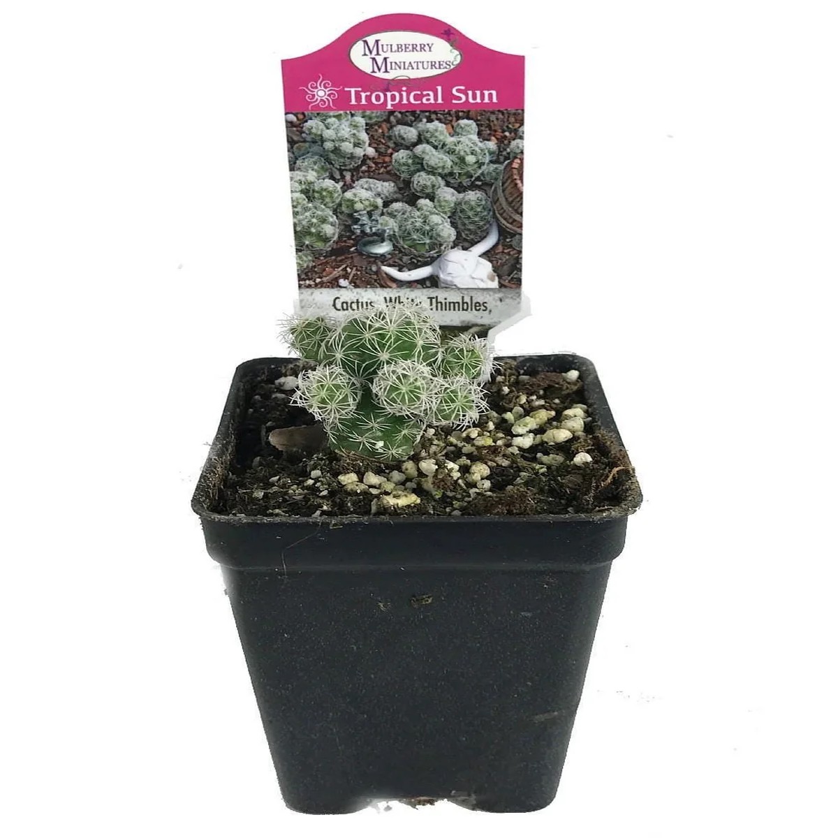 White Thimbles Cactus - Mammillaria gracilis - Live Plant - 2.5 inch Pot - Indoor/Outdoor