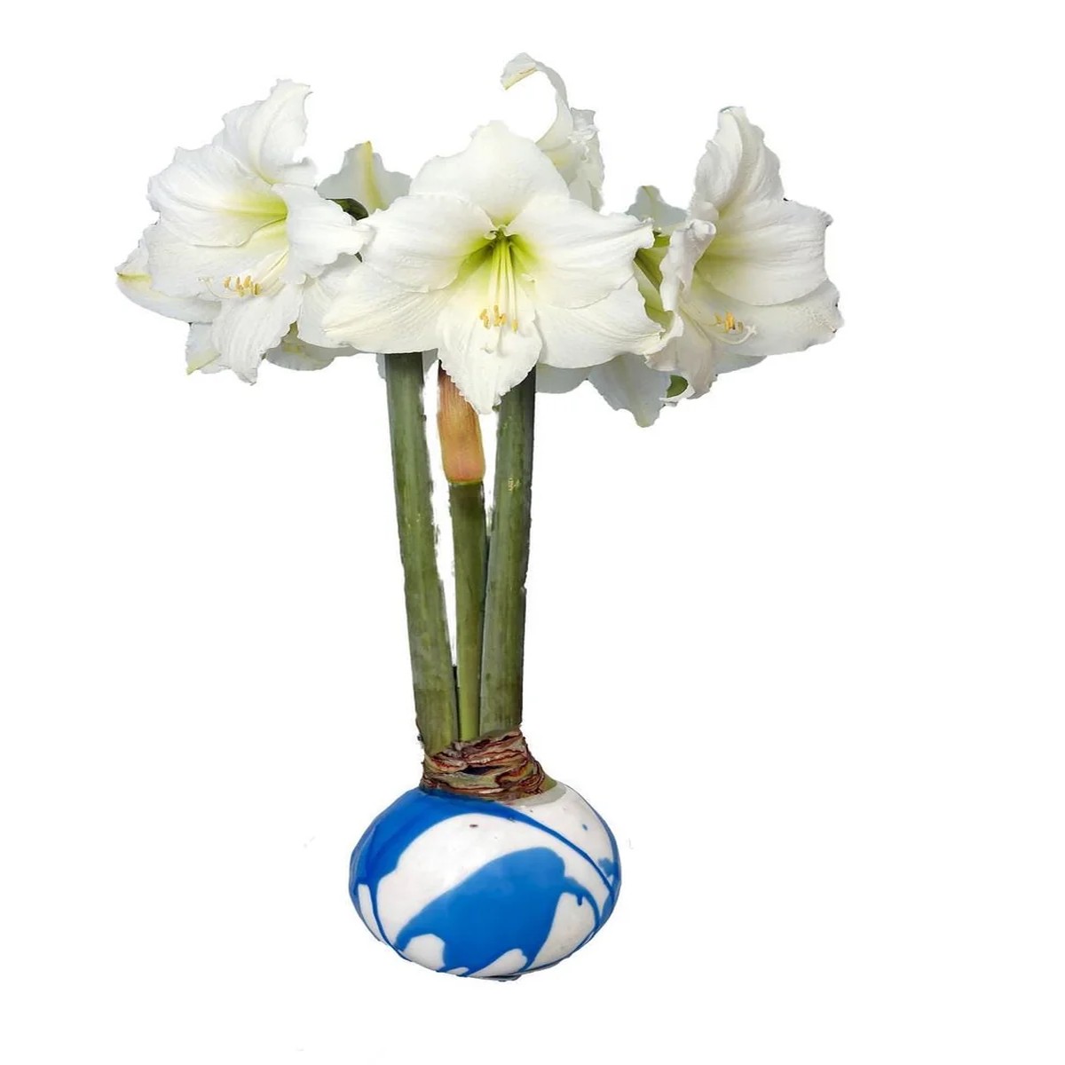 White Candle Blue Waxed Jumbo Amaryllis Bulb - No Water/Soil Needed