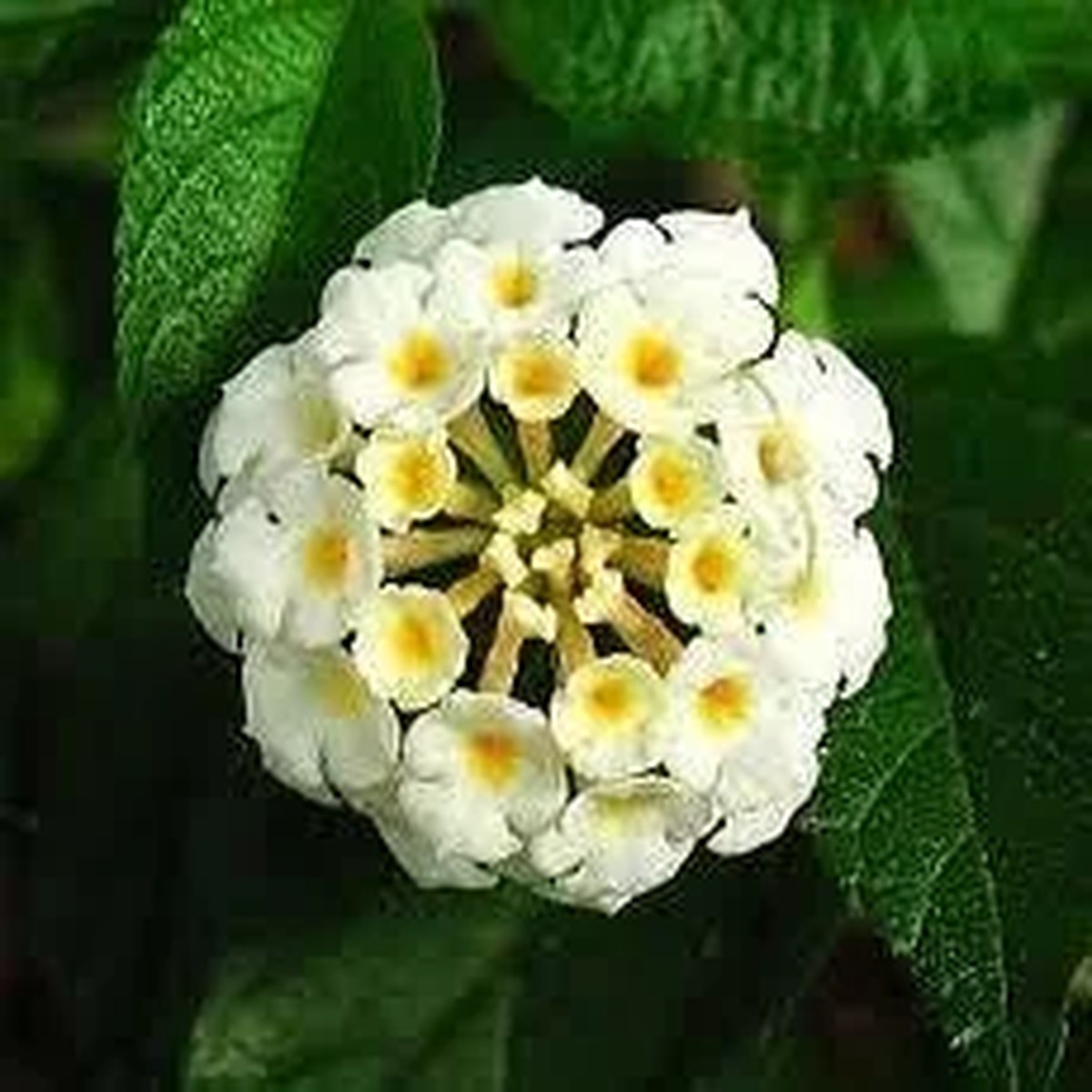 White Lantana Live Plant - Silver Mound Trailing Blooms, 5-9 Tall, 2-Pack, Outdoor