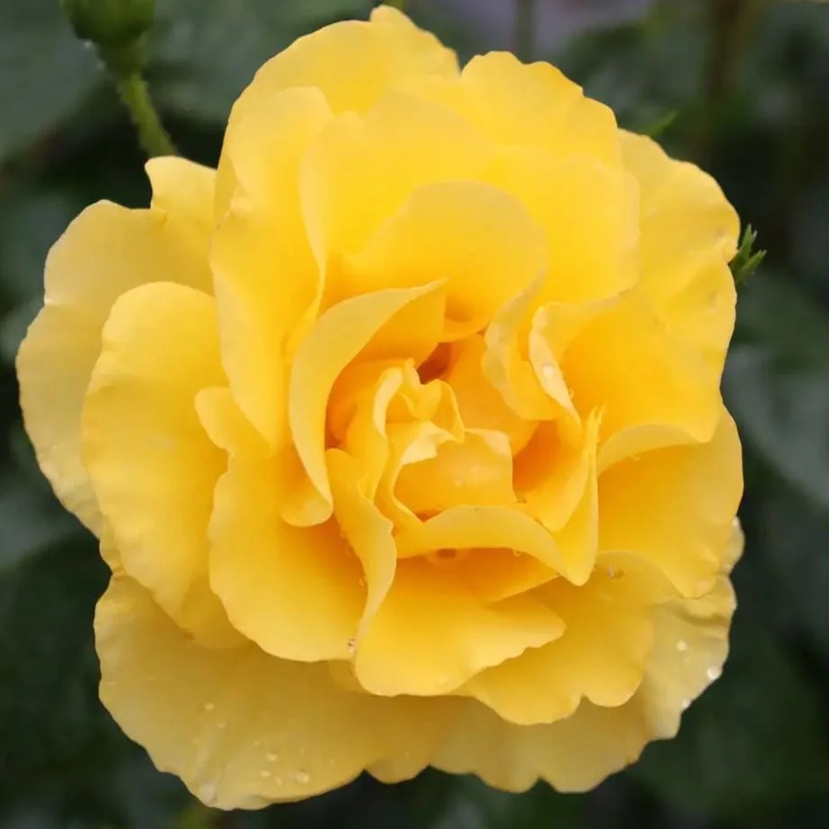 Yellow Rose Live Plant Fragrant Garden Rose 4 inch Pot Outdoor