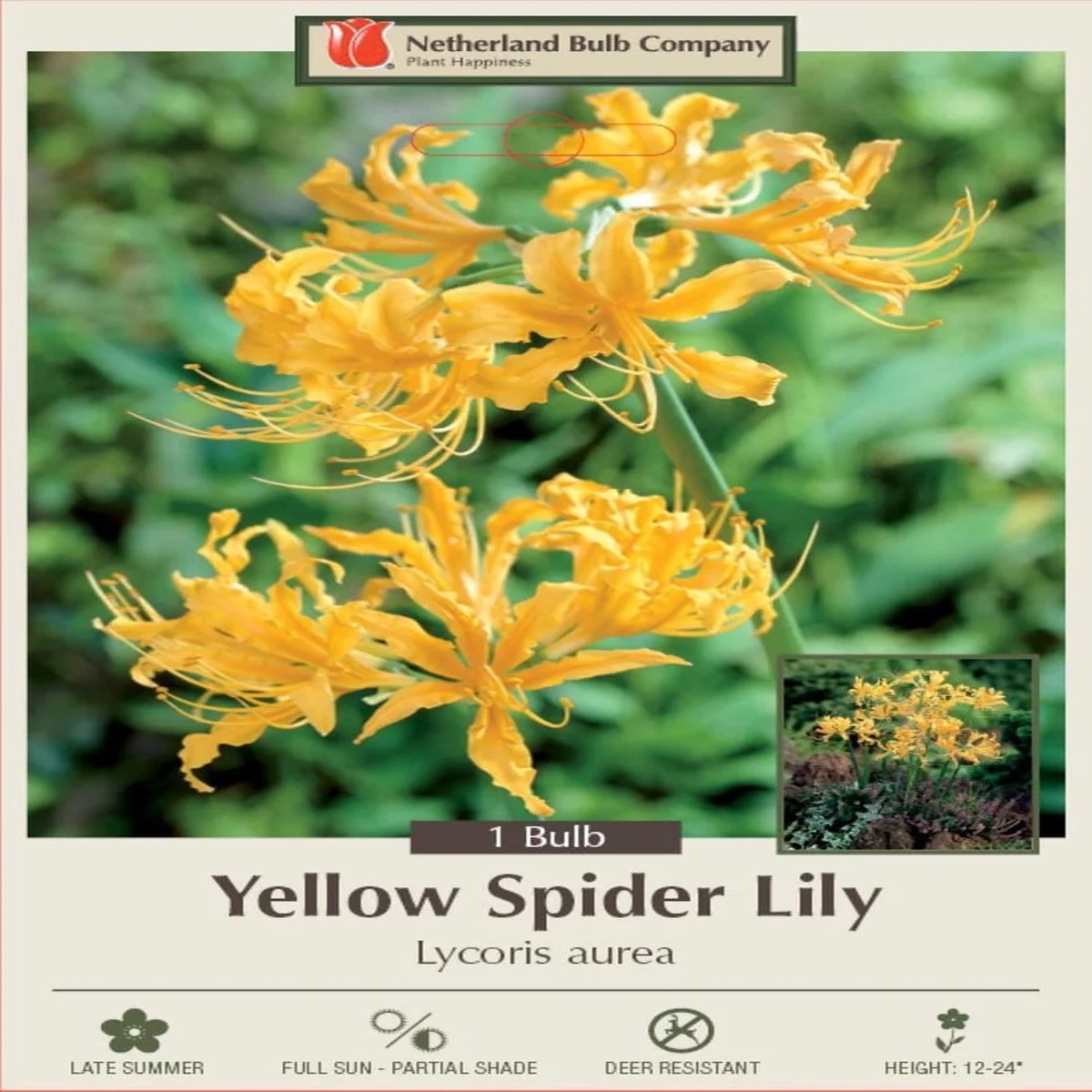 Yellow Spider Lily Bulb - Lycoris aurea - Surprise Lily - 10/12 cm - 1 Bulb