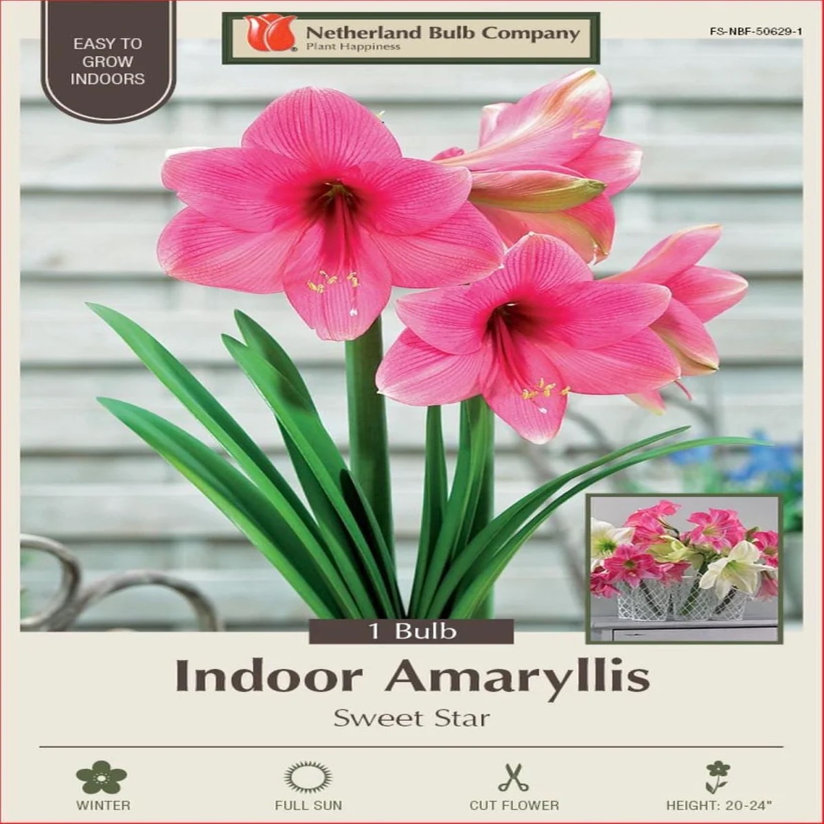 Sweet Star Amaryllis Bulb - Giant Dutch Pink - 32/34 cm Bulb, One Bulb, Indoor/Outdoor