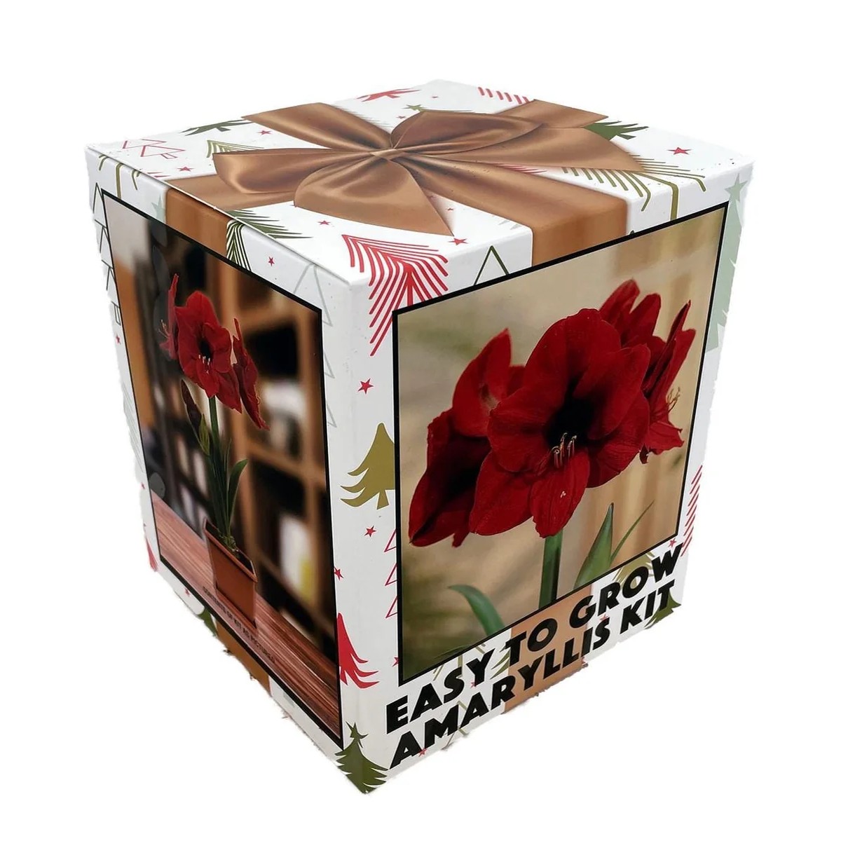 Amaryllis Kit Red Lion Bulb - Large 26-28cm - Pot & Soil - Indoor