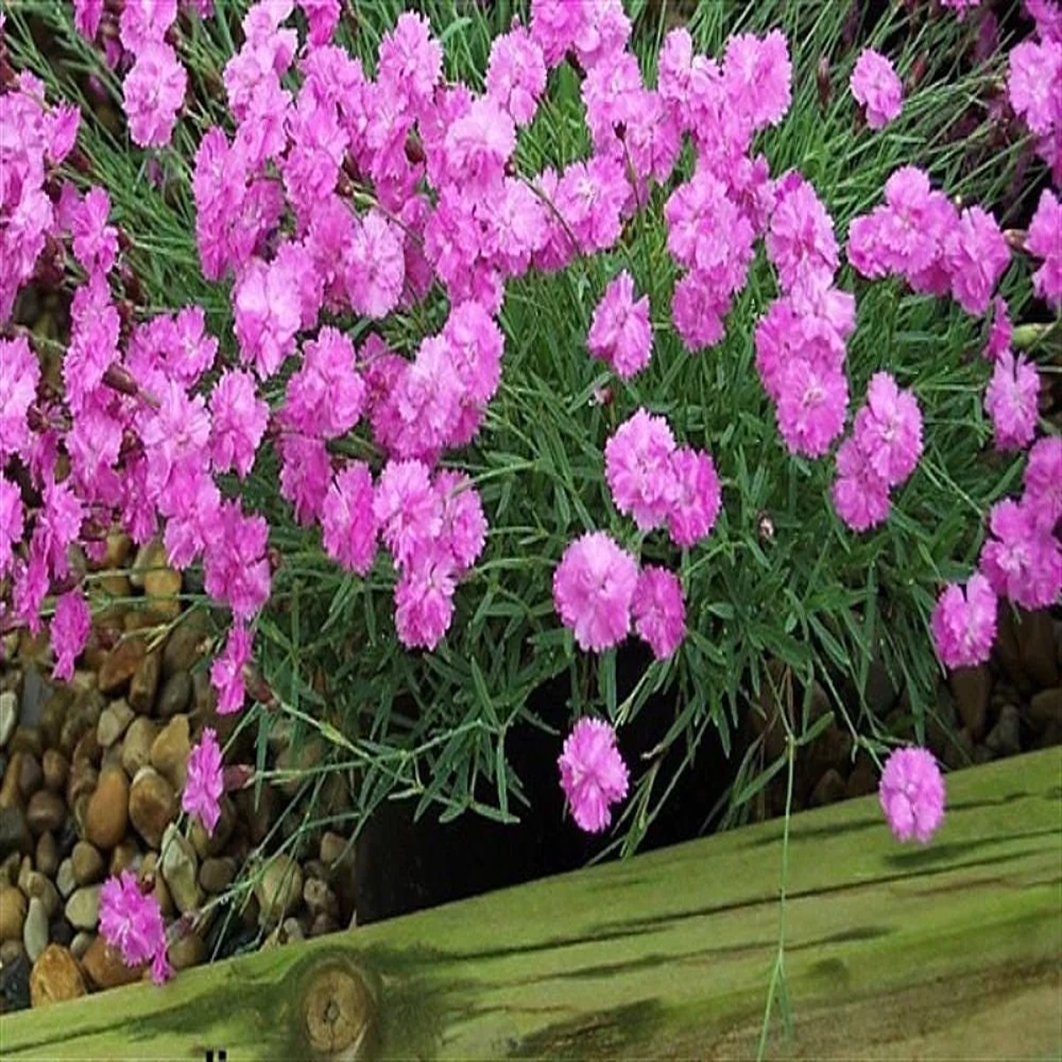 Tiny Rubies Dianthus Live Plant Fragrant Groundcover 2.5 inch Pot Outdoor