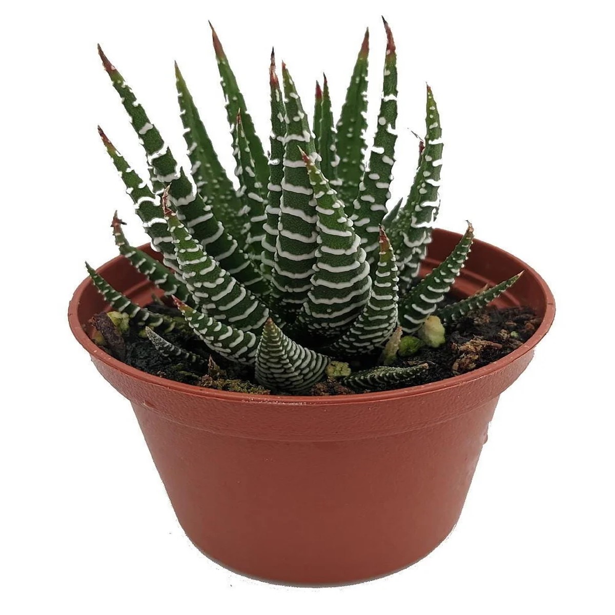 Zebra Haworthia Live Plant - Haworthia fasciata - 2.5 inch Pot - Indoor Succulent