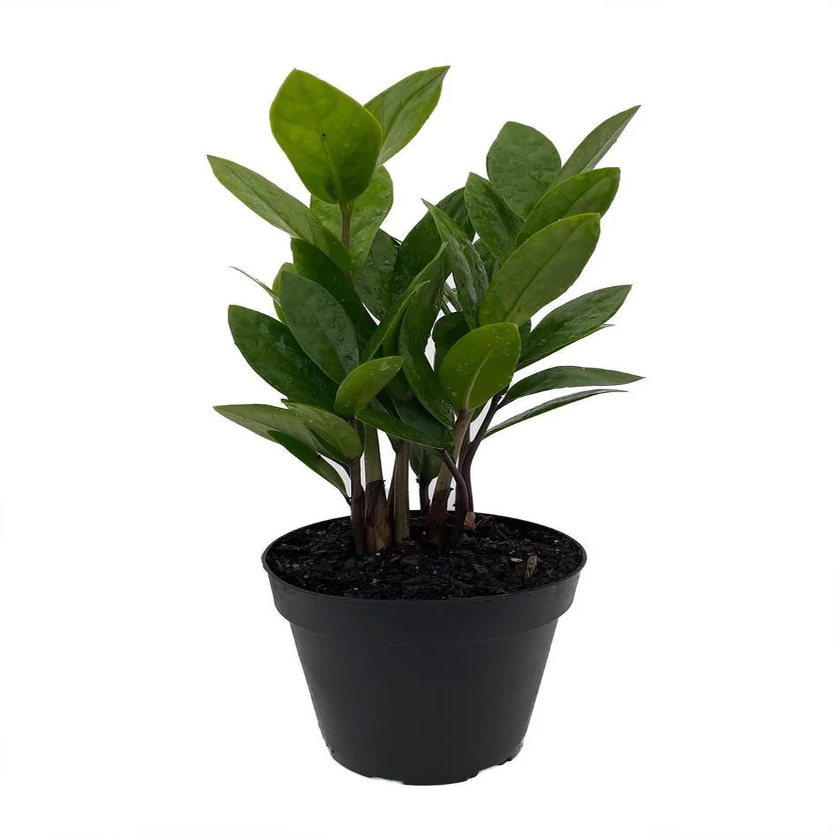ZZ Plant Zamioculcas zamiifolia Live Plant 4 Pot Easy Care Houseplant Indoor