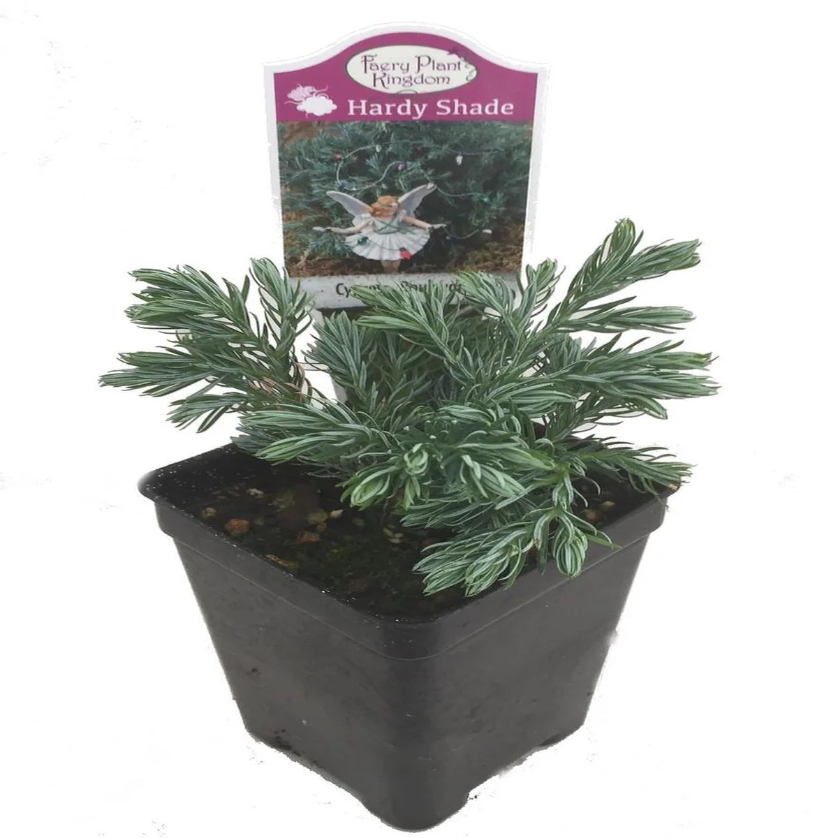 3 Carolina Sapphire Cypress Live Plant - Chamaecyparis - 2.5 inch Pot - Fairy Garden