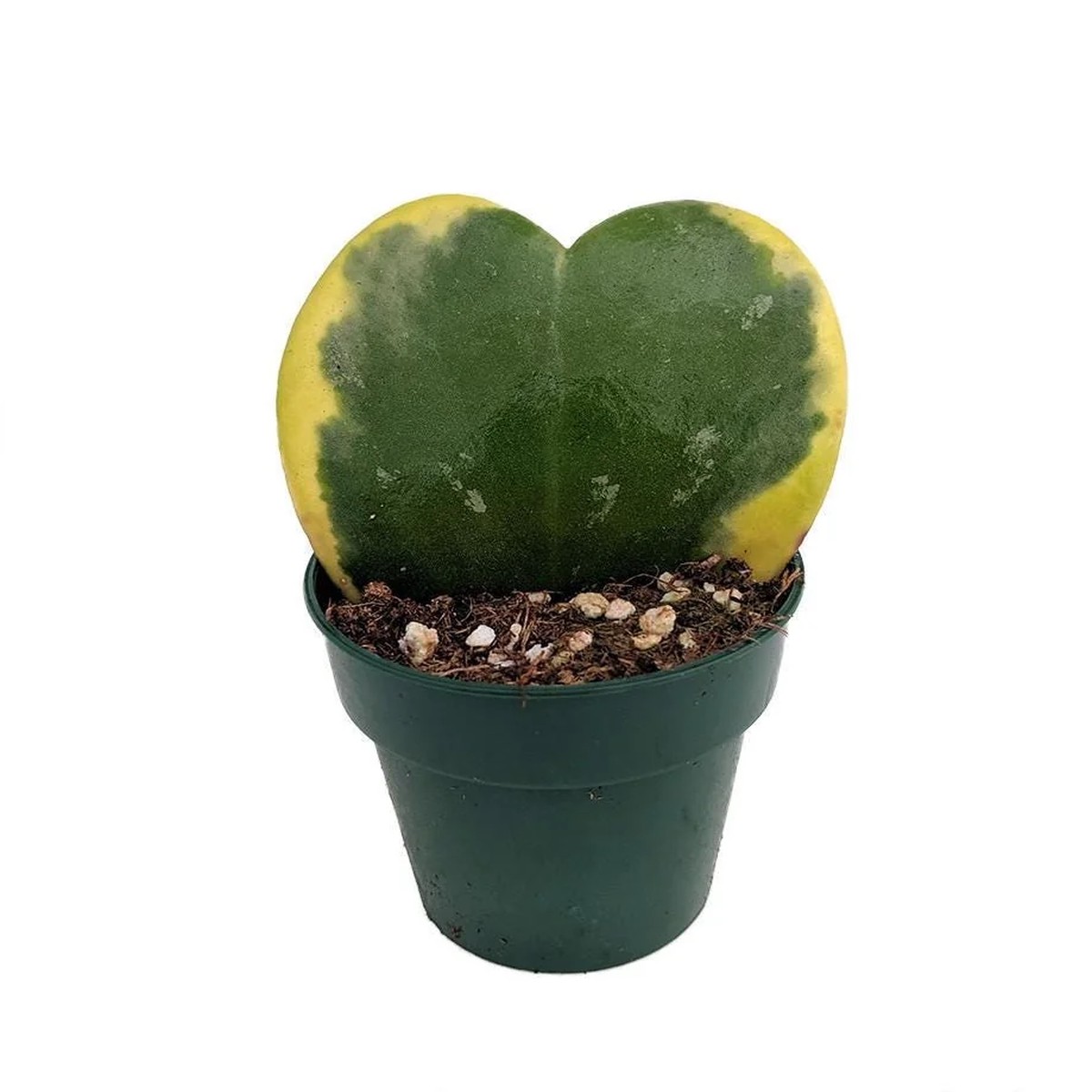 Variegated Sweetheart Hoya Kerrii Live Plant - Crme & Green Waxplant - 2 inch Pot - Easy Indoor Succulent