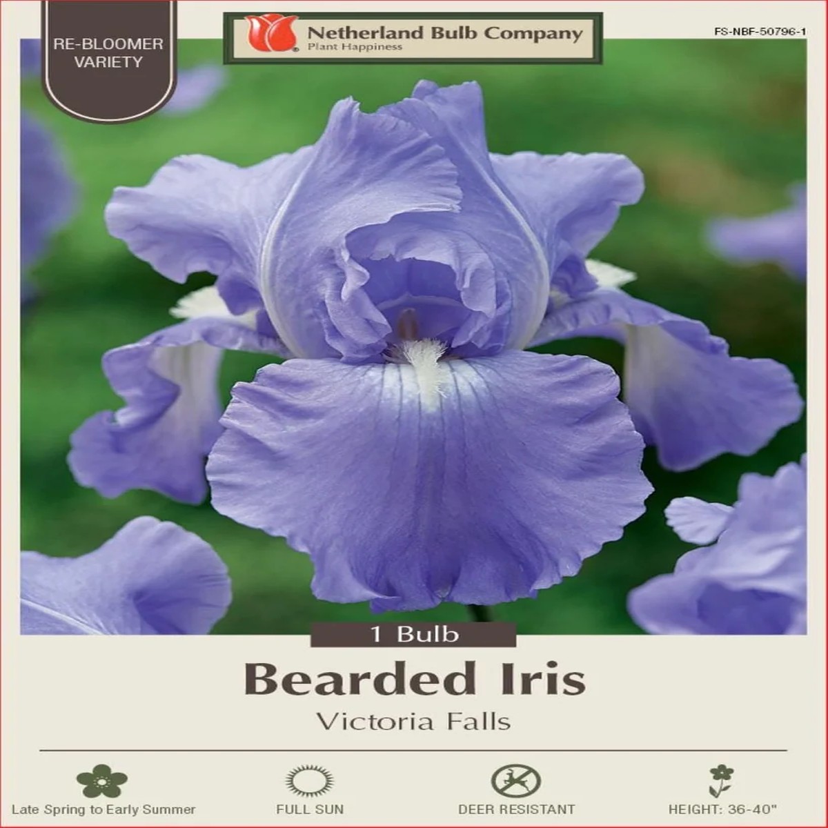 Victoria Falls Bearded Iris Live Plant - Reblooming Blue Perennial Rhizome