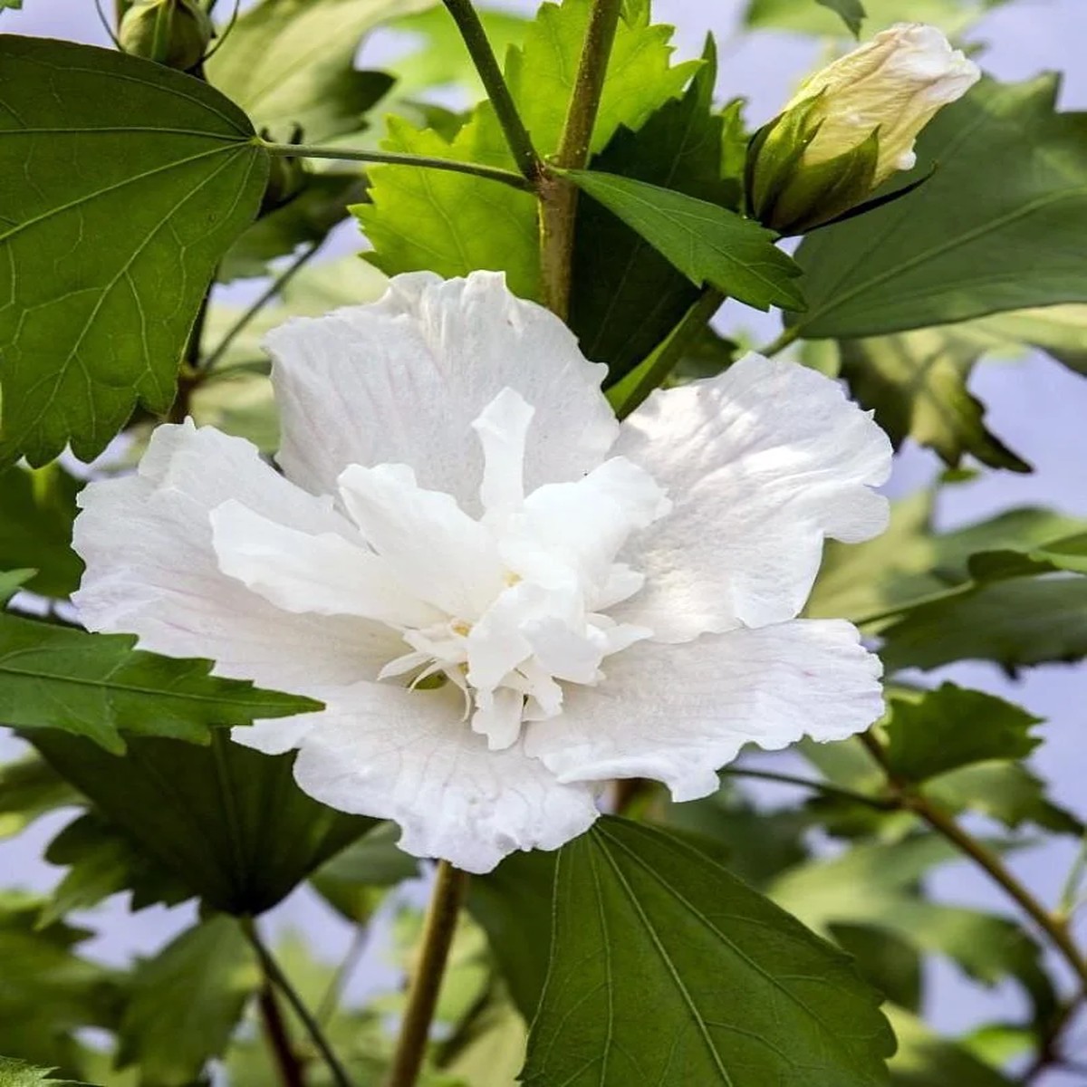White Pillar Hibiscus Live Plant Rose of Sharon Shrub 4 inch Pot Outdoor