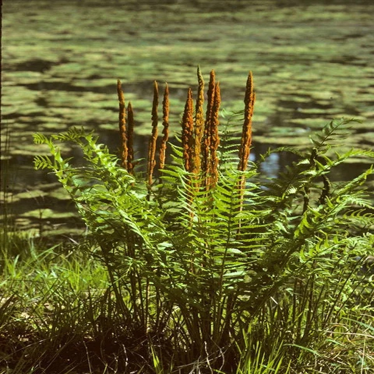 20 Cinnamon Fern Bulbs - Osmundastrum Cinnamomeum - Outdoor Perennial