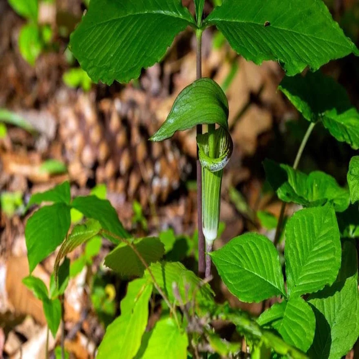 20 Jack in the Pulpit Bulbs (Arisaema triphyllum) - Unique Woodland Plant
