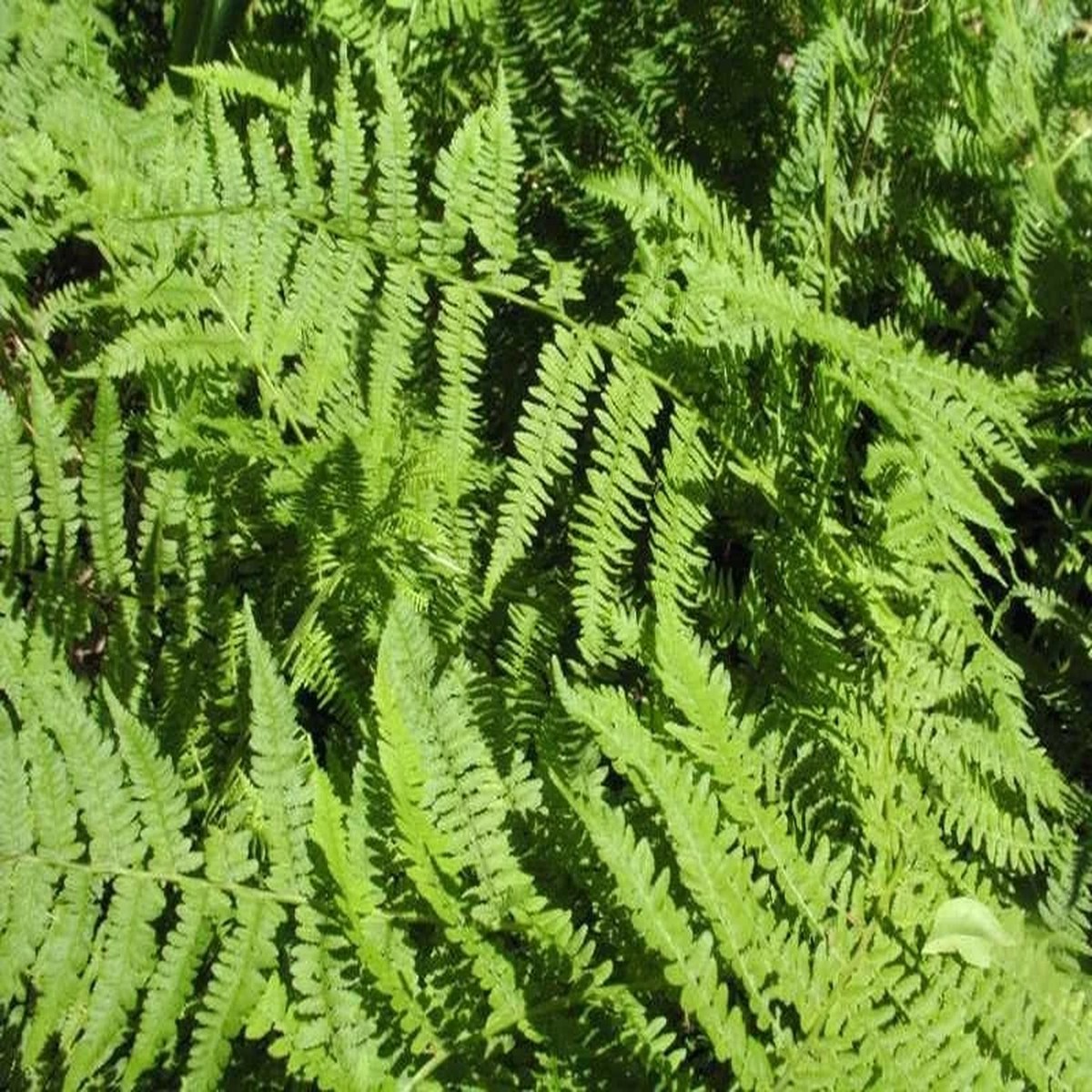 20 Lady Fern Bulbs (Athyrium Filix-Femina) - Deciduous Shade Fern