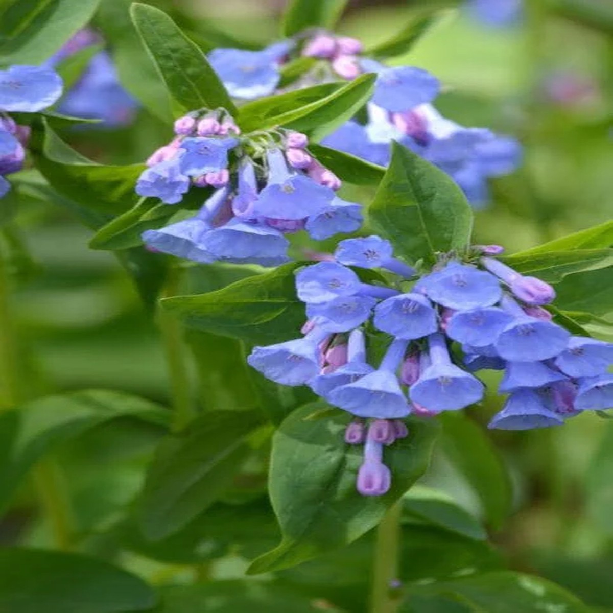 20 Virginia Bluebell Bulbs (Mertensia Virginica) - Hardy Wildflower