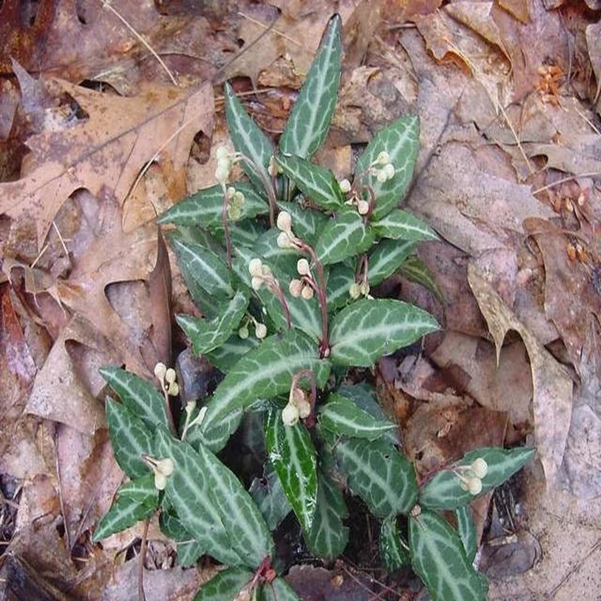 40 Wintergreen Plants (Chimaphila Maculata) Live Groundcover - Zones 6-7