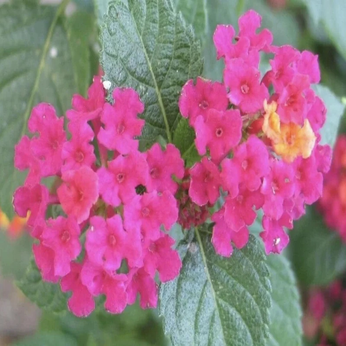 Lantana Carlos' Live Starter Plants - Golden Yellow to Red Blooms - Pack of 3 (4-6 inch tall)