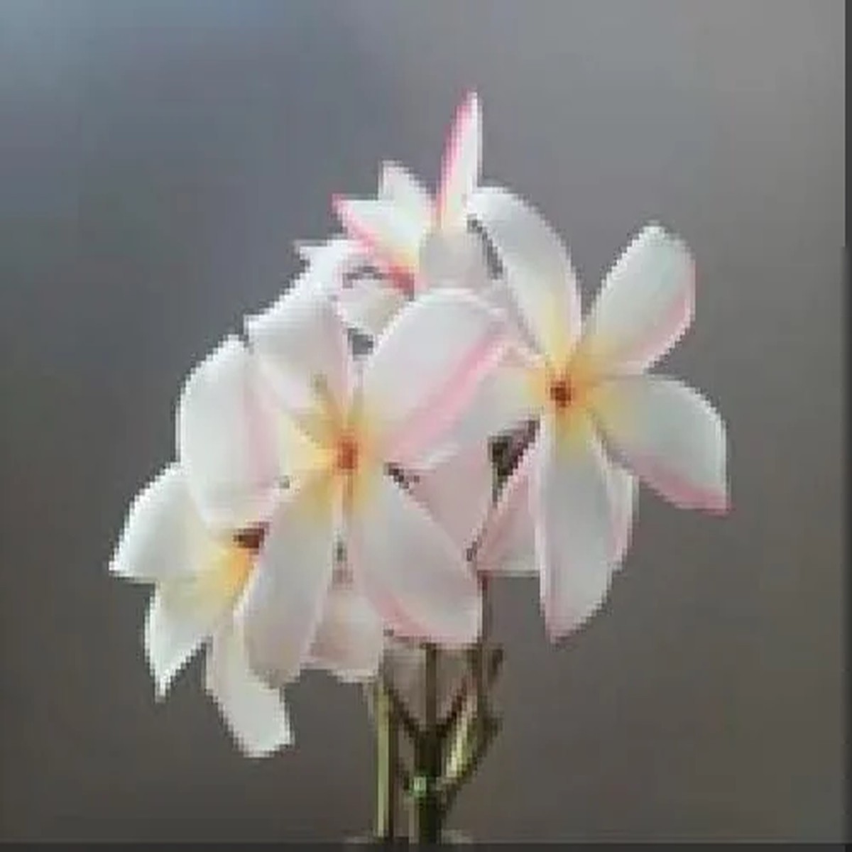 Thailand Sunrise Plumeria Plant Frangipani Live Cutting 8-10 Inches Outdoor