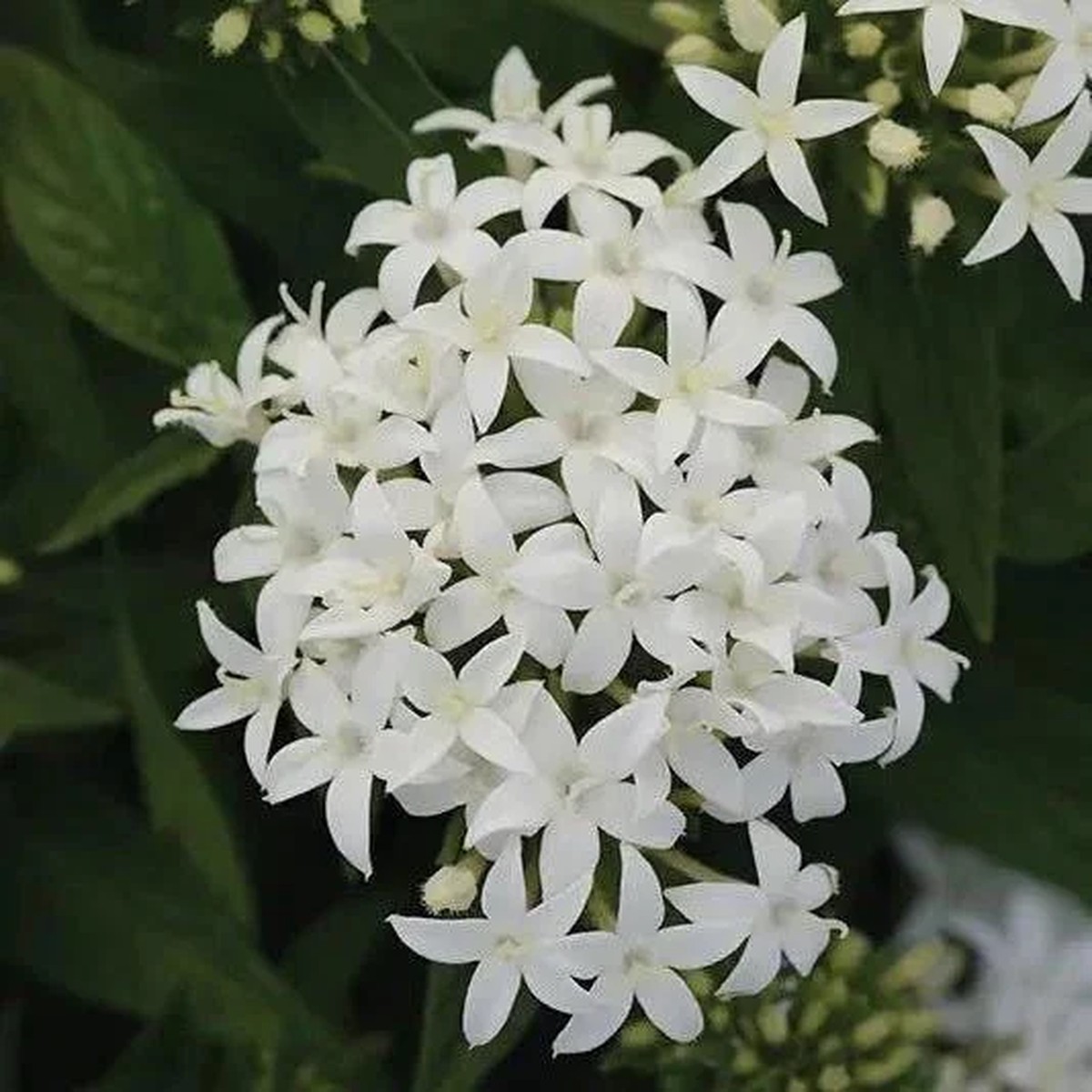 White Egyptian Star Flower Live Plants, Pentas Lanceolata, 2 Pack, 5-9 Tall, Outdoor