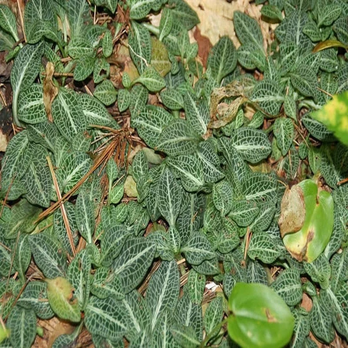 20 Rattlesnake Orchid Bulbs Live Plant Zones 4-8 Full Sun to Partial Shade