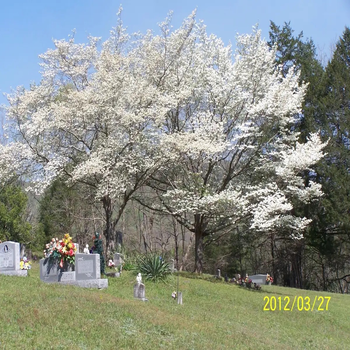 White Dogwood Trees (Cornus Florida) Live Plant 4 inch Container Outdoor