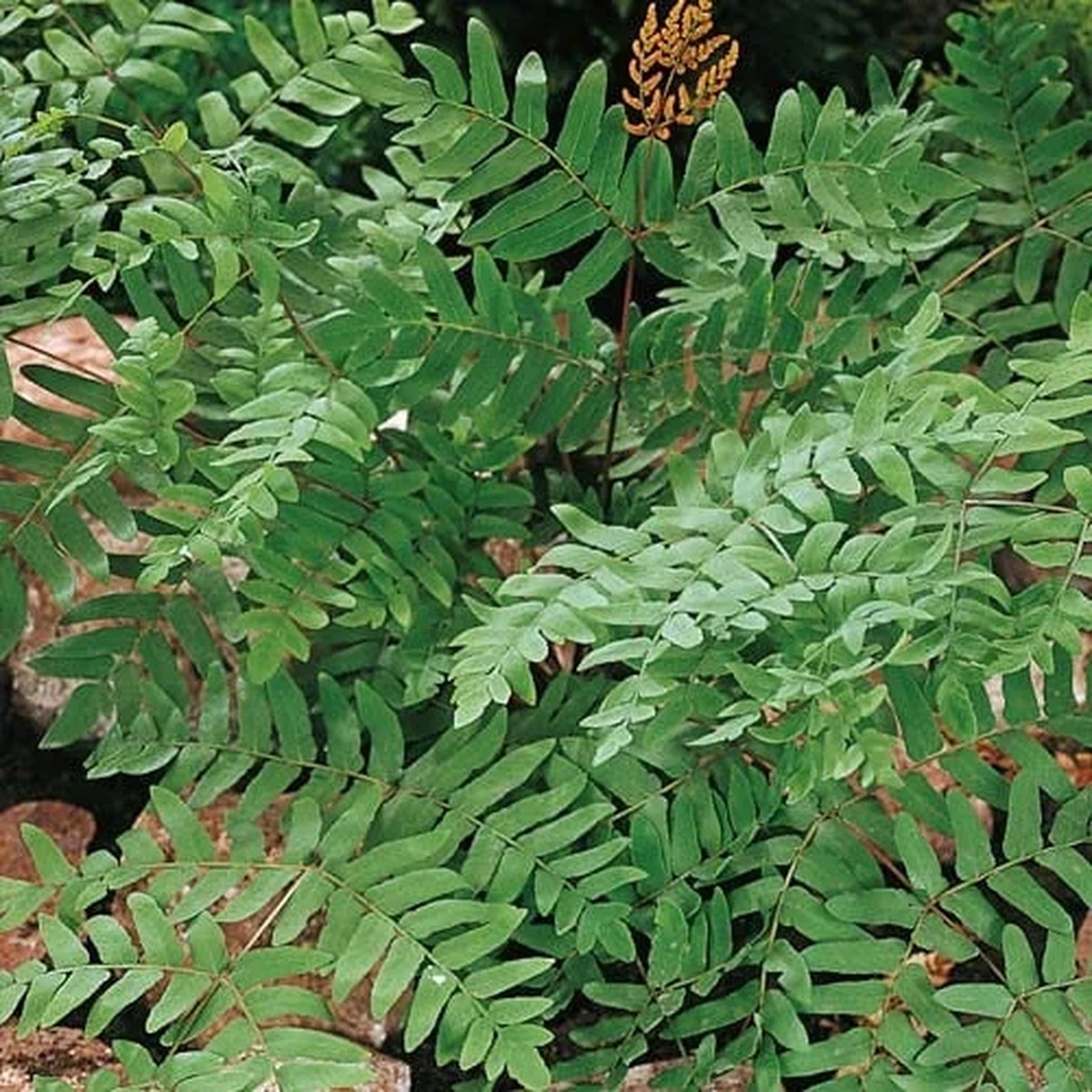 20 Royal Fern Bulbs - Osmunda Regalis - Deciduous Shade Fern - Zones 3-9