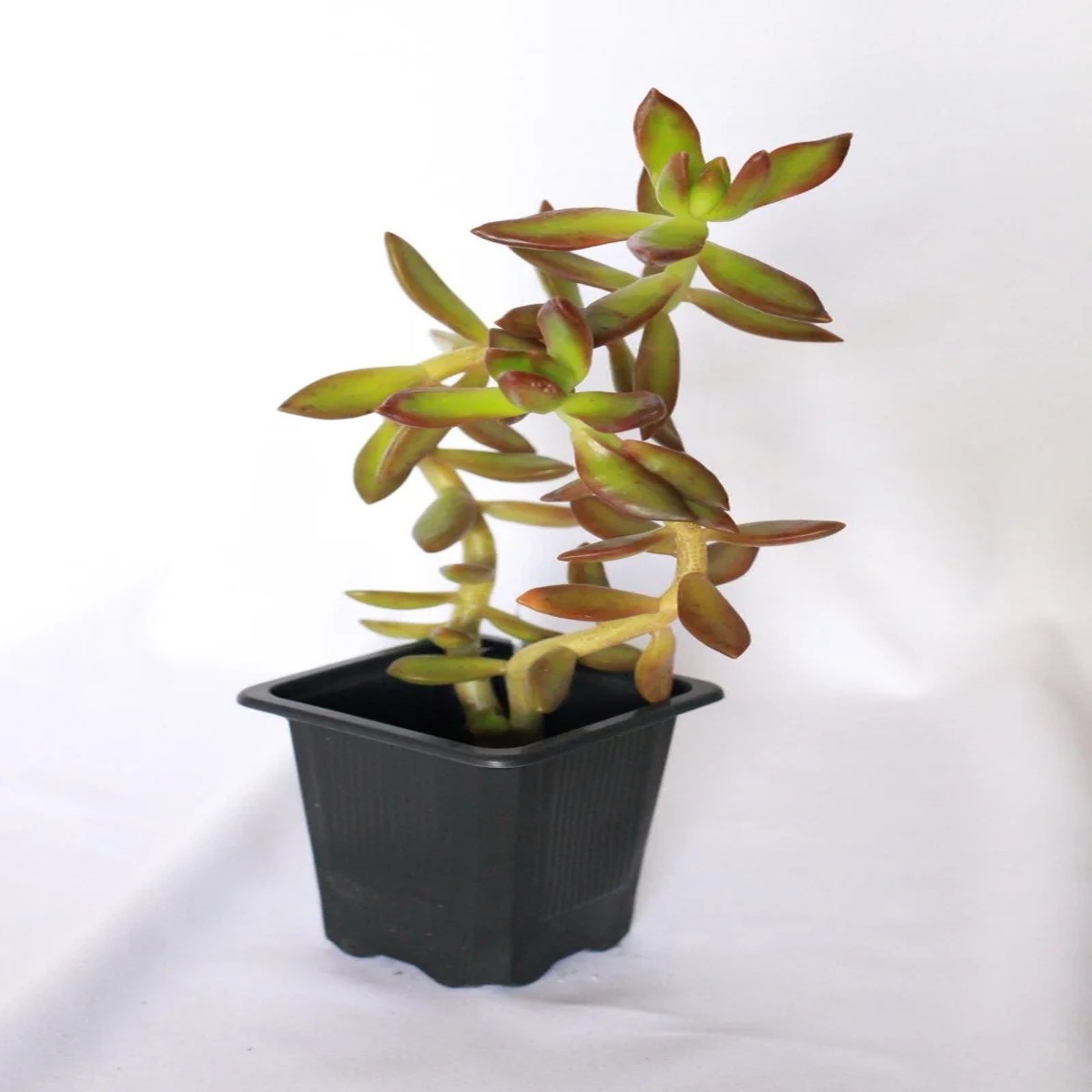 Coppertone Sedum Live Plant 2 inch Pot Succulent Outdoor