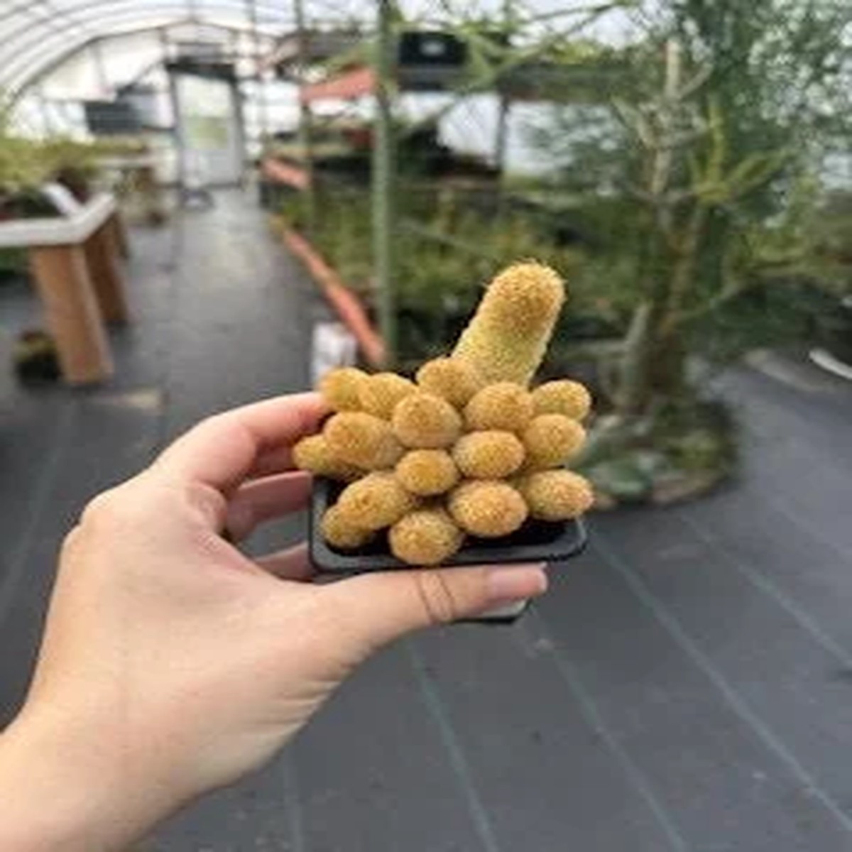 Lady Finger Cactus (Mammillaria elongata) Live Plant - 2.5 inch Potted Succulent