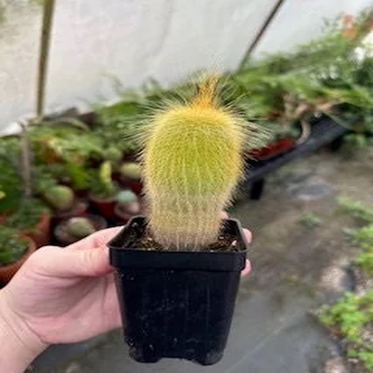 Yellow Tower Cactus Live Plant - Echinopsis spachiana - 2.5 inch Potted