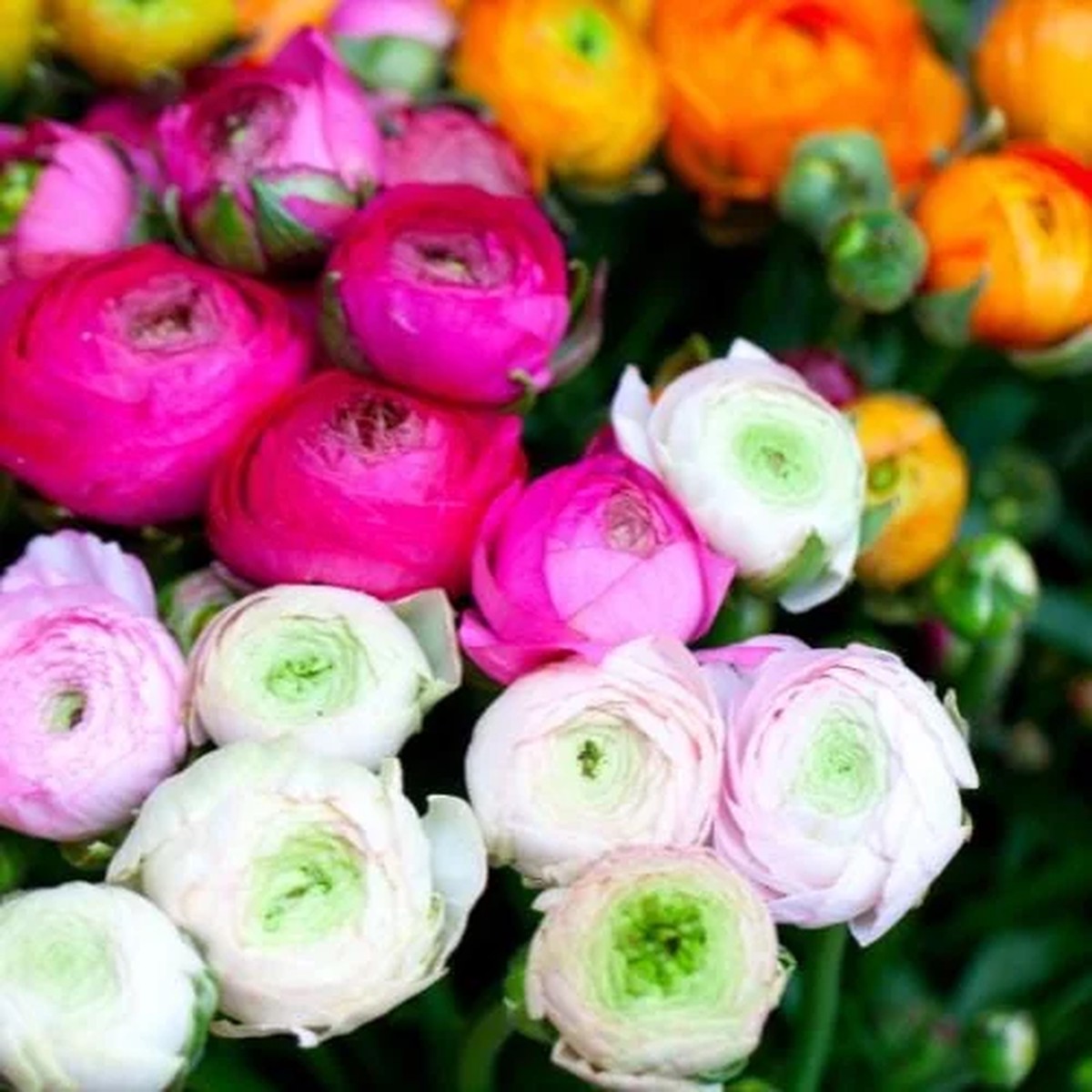 10 Ranunculus Mixed Shade Flower Bulbs - Jumbo Size for Vibrant Blooms