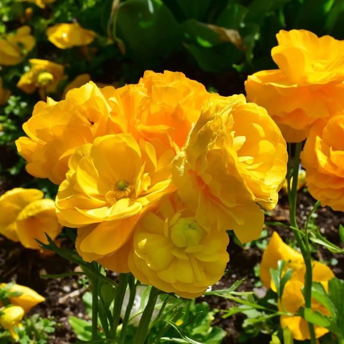 20 Yellow Ranunculus Flower Bulbs - Jumbo Size, Perennial, Zones 8-10