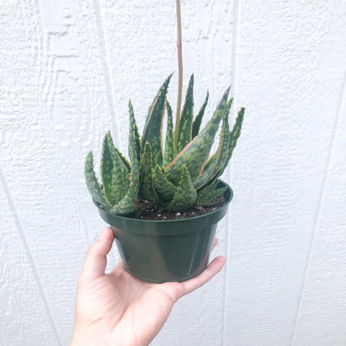 Aloe Krakatoa Succulent Live Plant 4 Inch Aloe Hybrid Indoor & Outdoor