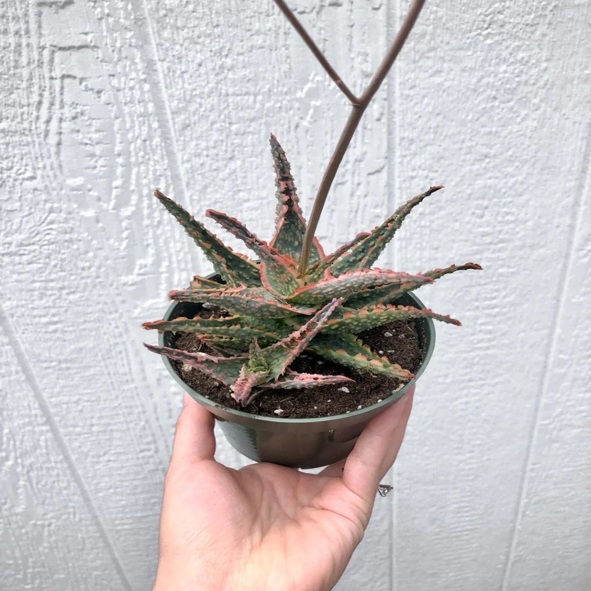 Aloe Oik' Succulent Live Plant 4 inch Potted Hybrid Indoor/Outdoor