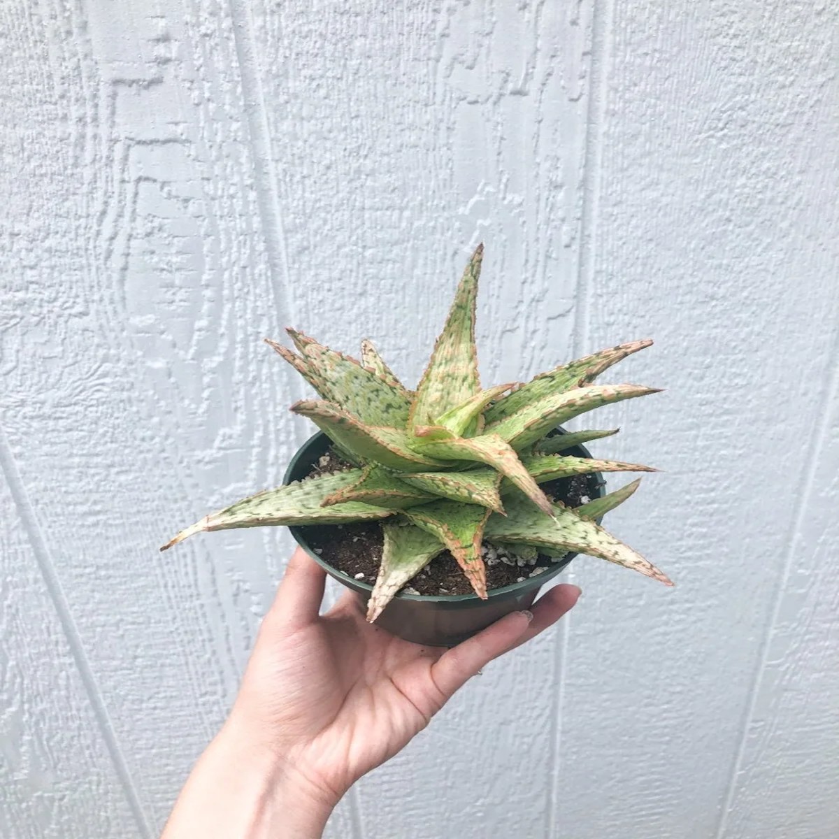 Aloe Pink Thing' Succulent Live Plant 4 inch Potted Aloe Hybrid