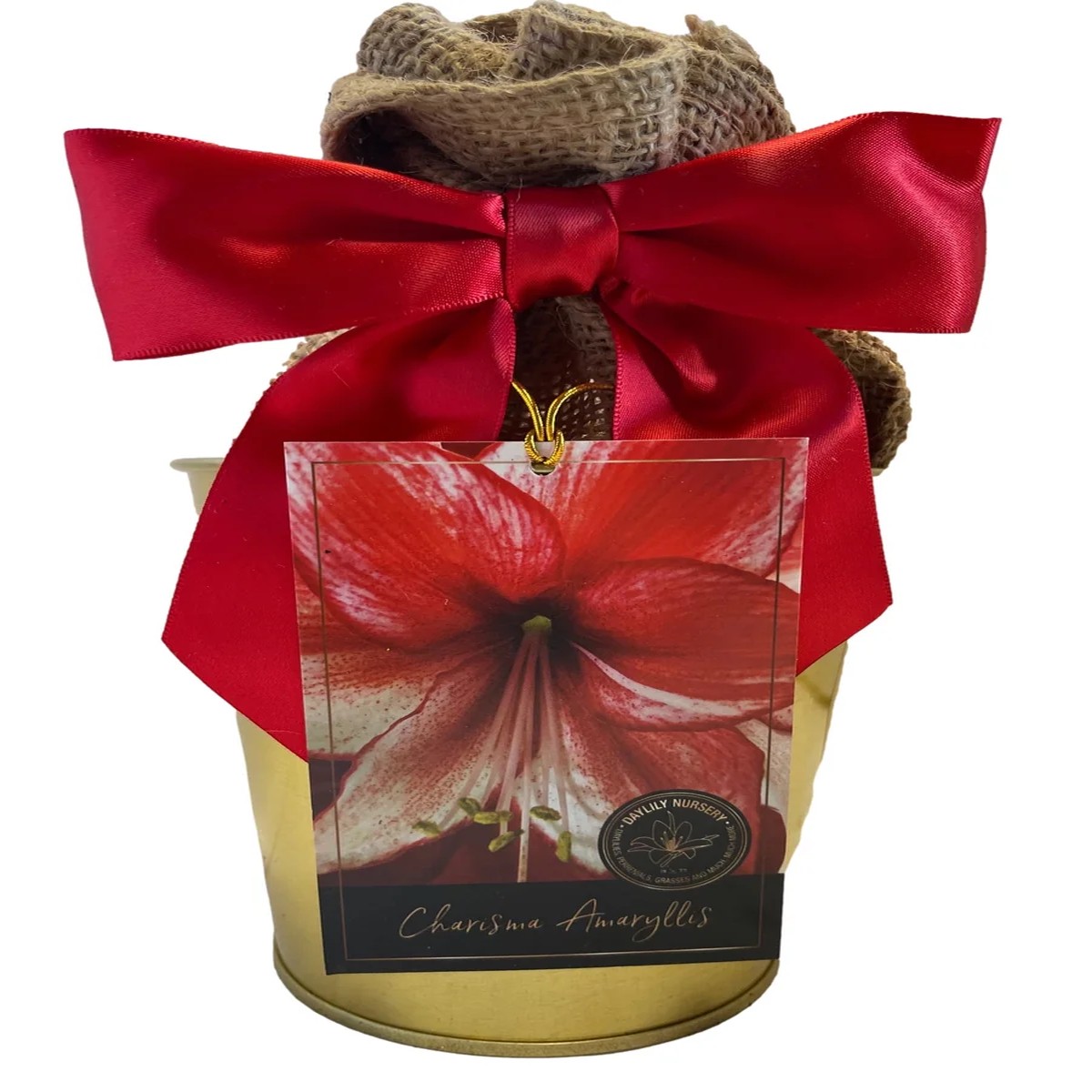Amaryllis Charisma Bulb Growing Kit with Gold Tin Pot Indoor Plant Gift